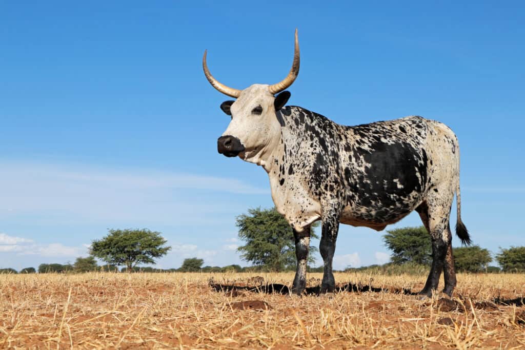 The Nguni rug